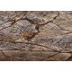 ATHENA  Dining Table